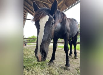 Noriker, Hingst, 1 år, 150 cm, Svart