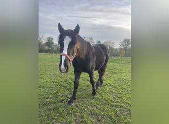 Noriker, Hingst, 1 år, 150 cm, Svart