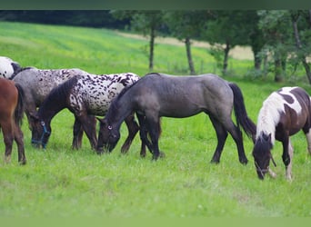 Noriker, Hingst, 1 år, 166 cm