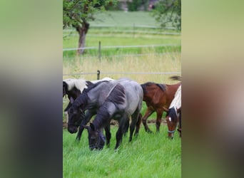 Noriker, Hingst, 1 år, 166 cm