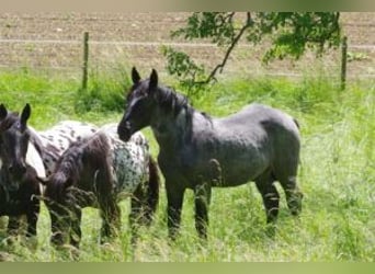 Noriker, Hingst, 1 år, 175 cm