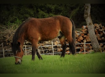 Noriker Croisé, Hongre, 10 Ans, 140 cm, Bai