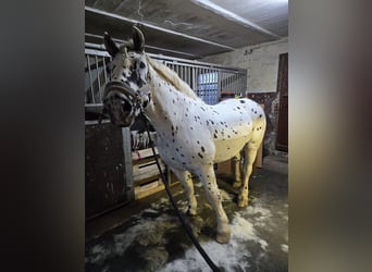 Noriker, Hongre, 10 Ans, 162 cm, Léopard