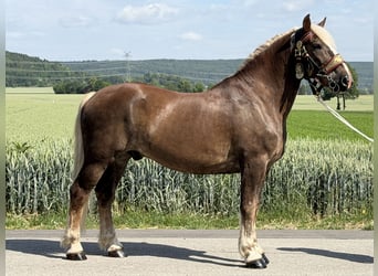 Noriker, Hongre, 11 Ans, 164 cm, Alezan brûlé