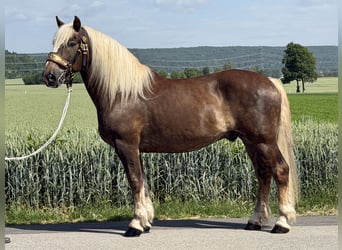 Noriker, Hongre, 11 Ans, 164 cm, Alezan brûlé