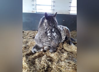 Noriker, Hongre, 13 Ans, 165 cm, Léopard