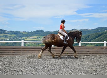 Noriker, Hongre, 14 Ans, 170 cm, Rouan bleu