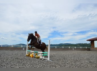 Noriker, Hongre, 14 Ans, 170 cm, Rouan bleu