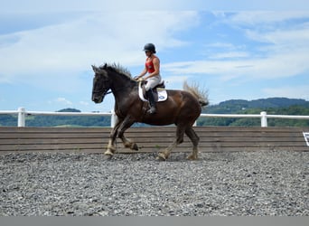 Noriker, Hongre, 14 Ans, 170 cm, Rouan bleu