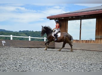 Noriker, Hongre, 14 Ans, 170 cm, Rouan bleu