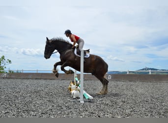 Noriker, Hongre, 14 Ans, 170 cm, Rouan bleu