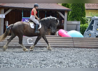 Noriker, Hongre, 14 Ans, 170 cm, Rouan bleu