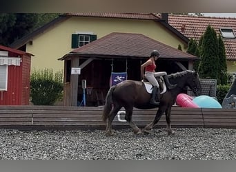 Noriker, Hongre, 14 Ans, 170 cm, Rouan bleu