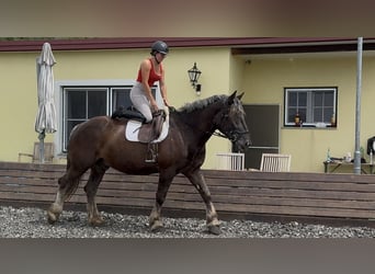 Noriker, Hongre, 14 Ans, 170 cm, Rouan bleu