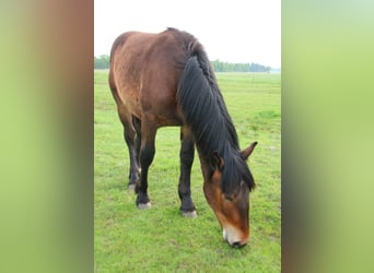 Noriker, Hongre, 1 Année, Bai
