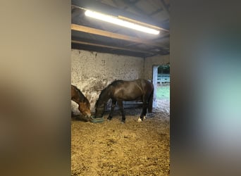 Noriker, Hongre, 1 Année, Noir