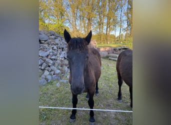 Noriker, Hongre, 1 Année, Noir