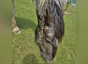 Noriker Croisé, Hongre, 2 Ans, 144 cm, Peut devenir gris