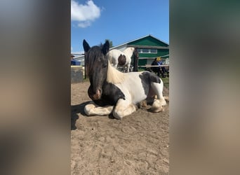 Noriker Croisé, Hongre, 2 Ans, 144 cm, Peut devenir gris