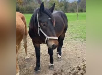 Noriker, Hongre, 2 Ans, 155 cm, Bai brun