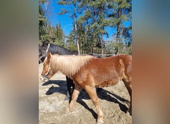 Noriker, Hongre, 2 Ans, 158 cm, Alezan brûlé