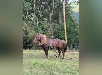 Noriker, Hongre, 3 Ans, 158 cm