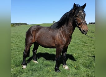 Noriker, Hongre, 3 Ans, 168 cm