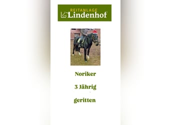 Noriker, Hongre, 3 Ans, Noir