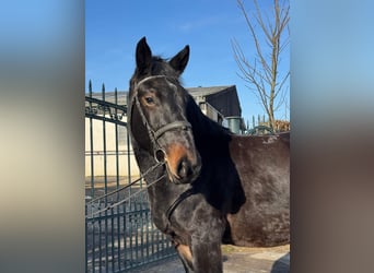 Noriker, Hongre, 3 Ans, Noir