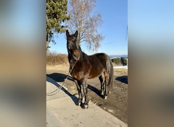 Noriker, Hongre, 4 Ans, 148 cm, Noir