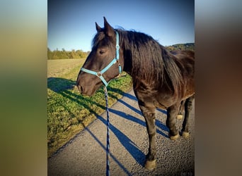 Noriker, Hongre, 4 Ans, 150 cm, Bai brun