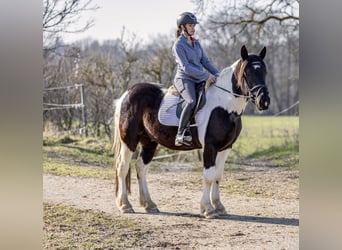 Noriker, Hongre, 4 Ans, 152 cm, Pinto