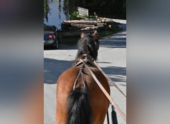 Noriker Croisé, Hongre, 4 Ans, 156 cm, Bai