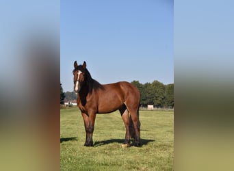 Noriker Croisé, Hongre, 4 Ans, 156 cm, Bai