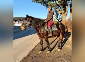 Noriker, Hongre, 4 Ans, 160 cm, Bai brun