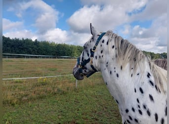 Noriker, Hongre, 4 Ans, 160 cm, Léopard