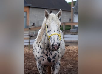 Noriker, Hongre, 4 Ans, 160 cm, Léopard