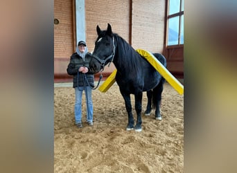 Noriker, Hongre, 4 Ans, 160 cm, Noir