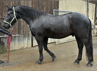 Noriker Croisé, Hongre, 4 Ans