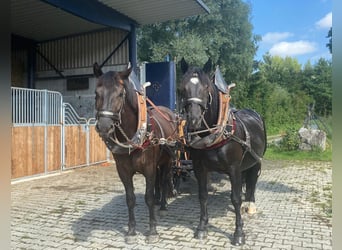 Noriker Croisé, Hongre, 4 Ans