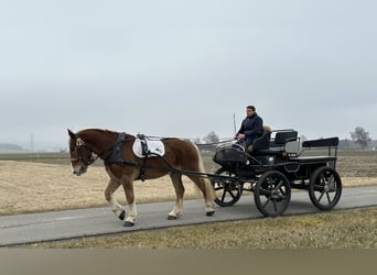 Noriker, Hongre, 5 Ans, 162 cm, Alezan