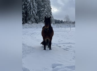 Noriker, Hongre, 5 Ans, 167 cm, Bai