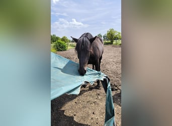 Noriker, Hongre, 5 Ans, 175 cm, Noir