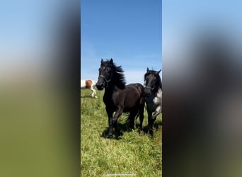 Noriker, Hongre, 5 Ans, 175 cm, Noir