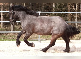 Noriker, Hongre, 5 Ans, 175 cm, Rouan Bleu