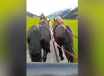 Noriker, Hongre, 6 Ans, 162 cm