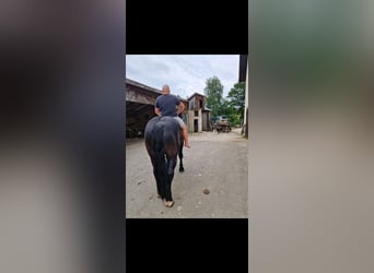 Noriker, Hongre, 7 Ans, 175 cm