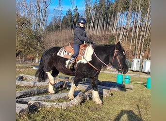 Noriker, Hongre, 8 Ans, 157 cm, Pinto