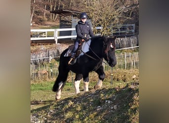 Noriker, Hongre, 8 Ans, 157 cm, Pinto