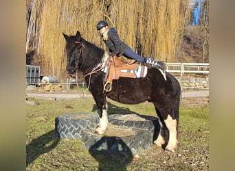 Noriker, Hongre, 8 Ans, 157 cm, Pinto